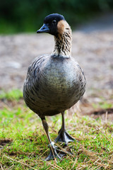 geese
