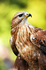 buzzard