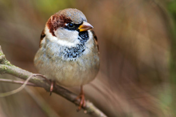 sparrow
