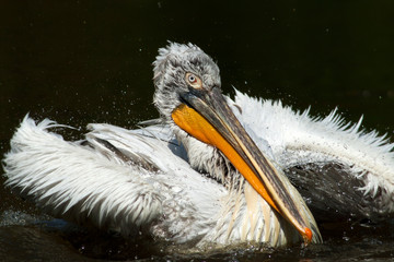 pelican