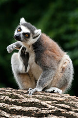 lemur