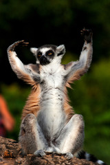 lemur