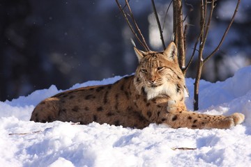 lynx in the snow