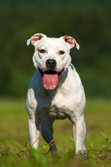 Obraz premium white dog