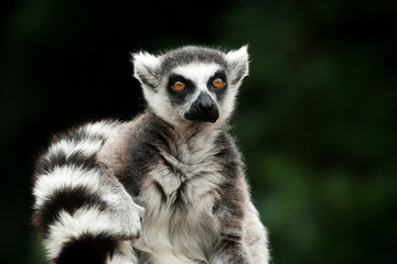 lemur
