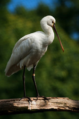 Eurasian Spoonbill