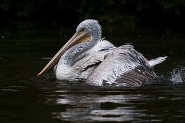 white pelican