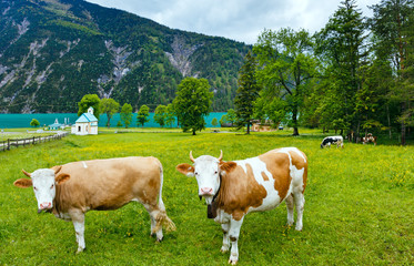 Fototapeta na wymiar Krajobraz lato Achensee i stado bydła (Austria).
