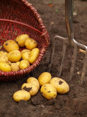 Kartoffeln