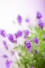 lavender flowers