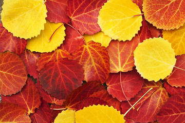 colorful autumn leaves background