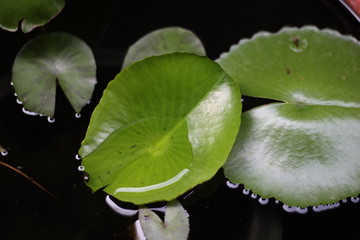 Water on lotus leaf