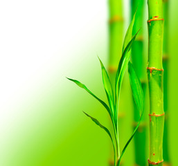 Naklejka premium Beautiful bamboo background