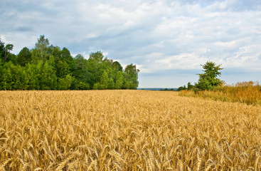 A field