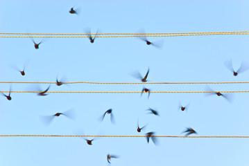 Take-off of swallows