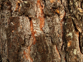 Pine bark