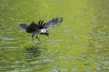 Nebelkrähe (Corvus corone cornix)