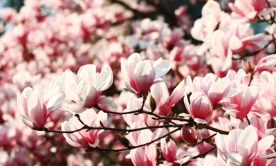 Afwasbaar Fotobehang Magnolia Magnoliaboom