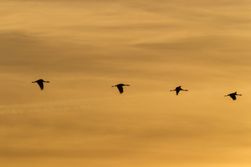 Kraniche bei Sonnenuntergang im Flug