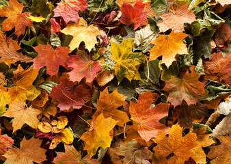 Beautiful background of colorful fallen autimn leaves