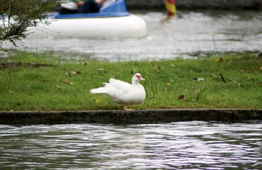 Obraz premium Canard de barbarie