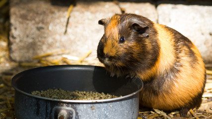 Guinea pig eating out of a metal bowl