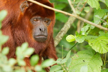 Mantled howler (Alouatta seniculus) resting