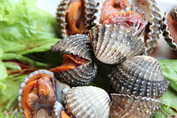 Cockles scald