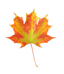 colorful autumn maple leaf isolated on white background