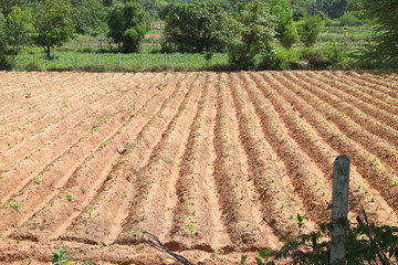 Cassava field