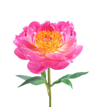 Fototapeta beautiful pink peony isolated on white background