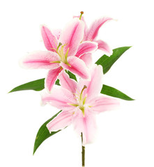 beautiful pink lily, isolated on white