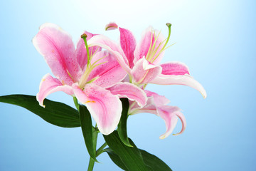 beautiful pink lily, on blue background