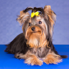 Beauty Yorkshire Terrier lying