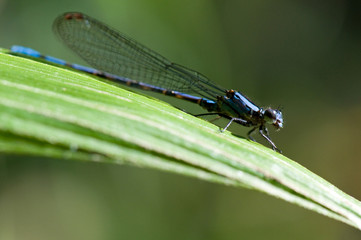 Blue dragonfly
