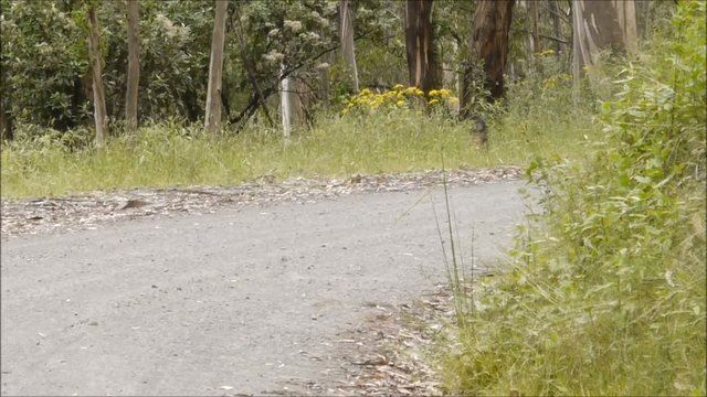 Wallaby am Stra&szlig;enrand