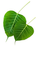 Buddha leaf on my heart