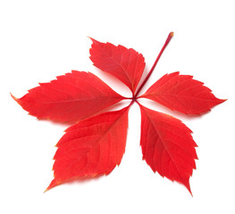 Red autumn virginia creeper leaf on white background
