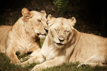 Close-up of Lionesses
