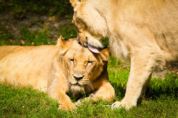 Close-up of Lionesses