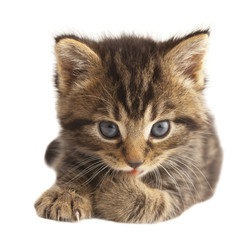 Cute kitten licking its paw on white background.