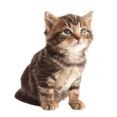 Cute kitten looking up on white background.