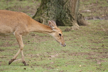 Brow-antlered Deer - Panolia eldii