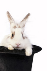 Cute bunny rabbit in a black hat, isolated on white.