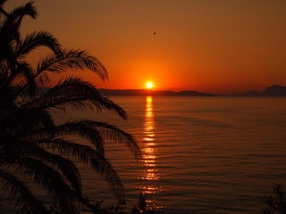 Fototapeta Zachód słońca pod palmą obraz