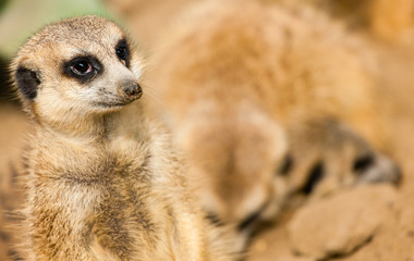 Family of cute meerkats