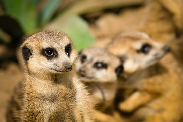 Family of cute meerkats