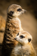 Family of cute meerkats