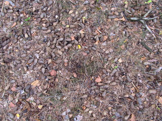Waldboden