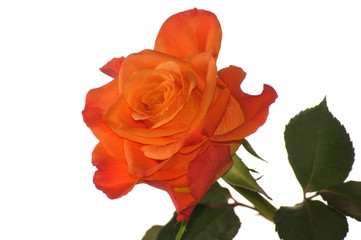 Orange rose